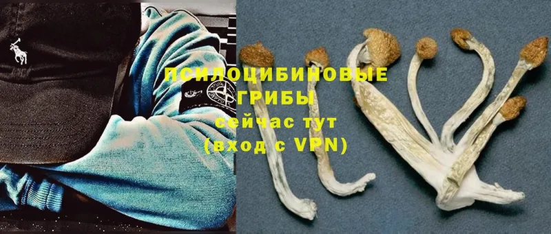 Галлюциногенные грибы MAGIC MUSHROOMS  Уржум 